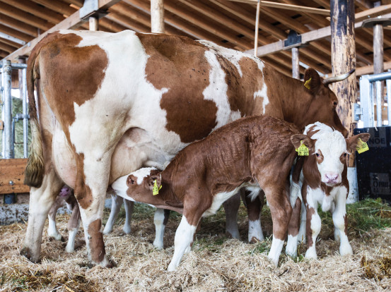 Mutter mit Kalb